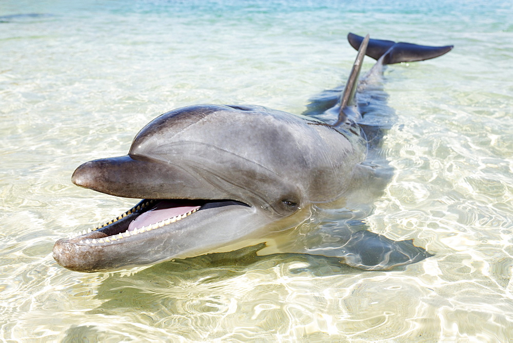 Bottlenose Dolphin (Tursiops truncatus), shallow water, Ocean Adventure, Subic Bay, Luzon, Philippines, South China Sea, Pacific