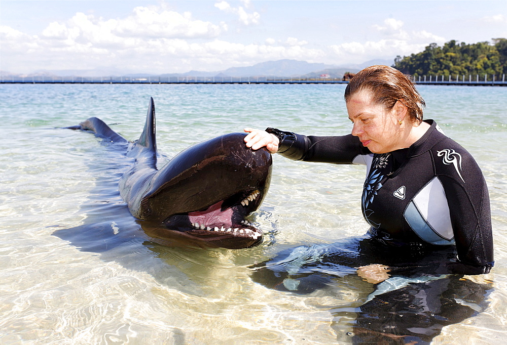 Woman stroking False Killer Whale (Pseudorca crassidens), shallow water, Ocean Adventures, Subic Bay, Luzon, Philippines, South China Sea, Pacific