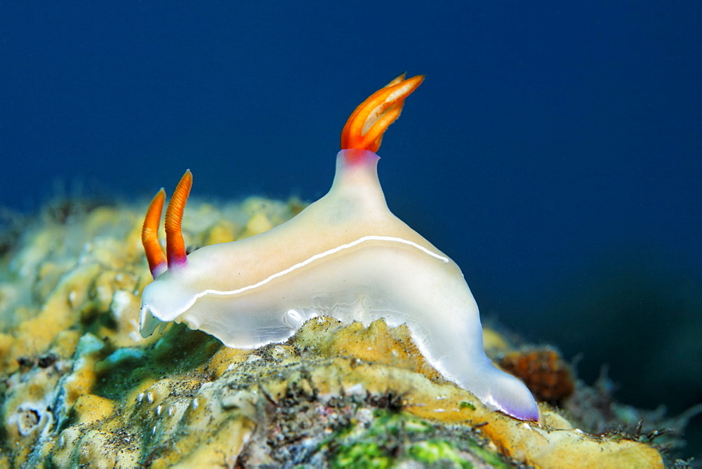 Bullockii Nudibranch (Hypselodoris bullockii), crawling over coral, Tulamben, Bali, Indonesia, Indian Ocean, Asia