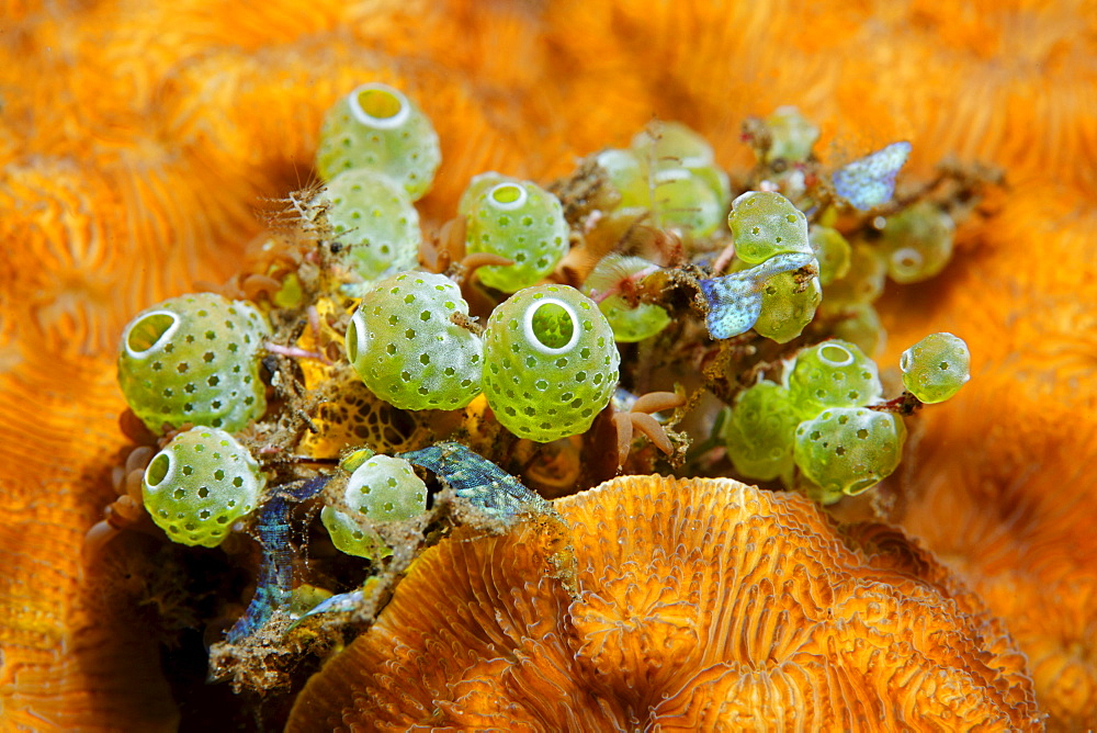 Green Sea Squirt (Didemnum molle), colony, corals, Bali, Lesser Sunda Islands, Bali Sea, Indonesia, Indian Ocean, Asia