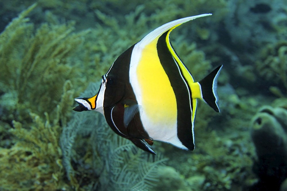 Moorish idol (Zanclus cornutus), Kuda, Bali, Indonesia, Pacific Ocean,