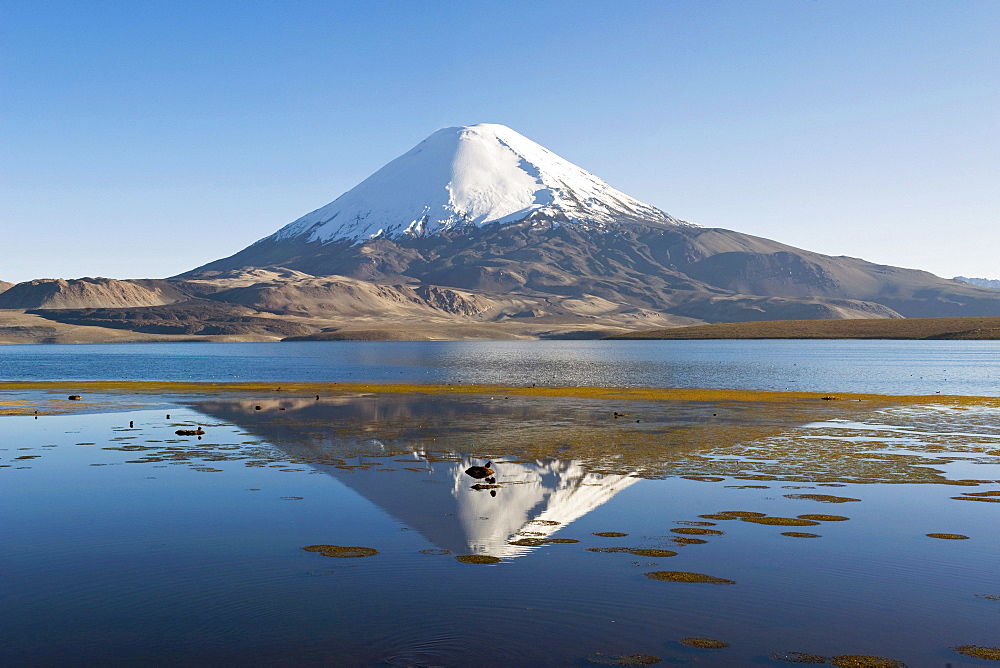 Parinacota volcano reflecting in the Chungara lake, Lauca National Park, UNESCO Biosphere Reserve, Arica and Parinacota Region, Chile, South America