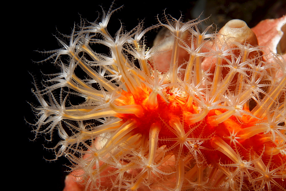 Veretillum soft coral (Veretillum sp.) with polyps, Gangga Island, Bangka Islands, North Sulawesi, Indonesia, Molucca Sea, Pacific, Asia