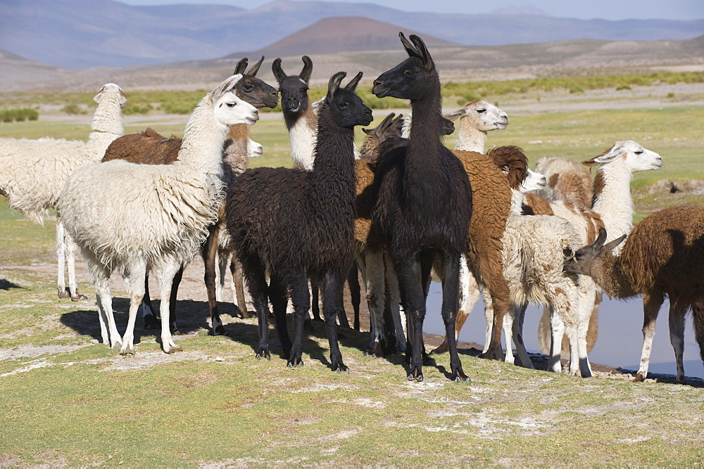 Llama (Lama glama) herd, San Juan, Potosi, Bolivia, South America