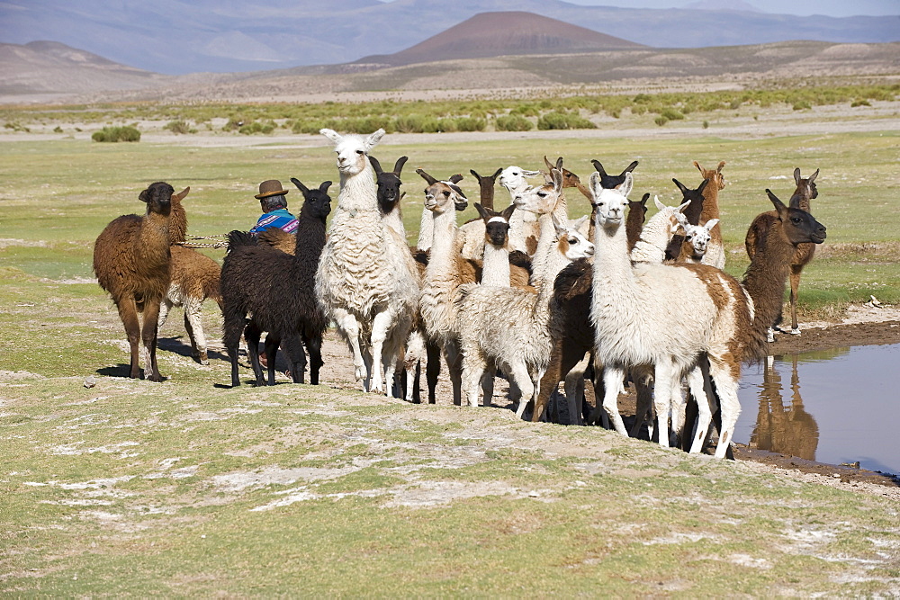 Llama (Lama glama) herd, San Juan, Potosi, Bolivia, South America