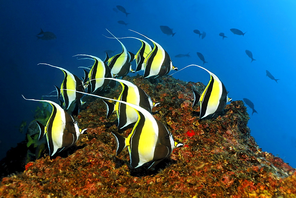 Shoal of Moorish idols (Zanclus cornutus), swimming along a reef, Cocos Island, Central America, Pazific