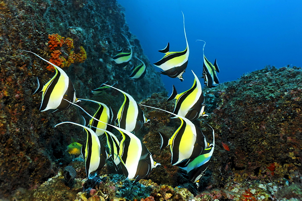 Shoal of Moorish idols (Zanclus cornutus), swimming along a reef, Cocos Island, Central America, Pazific