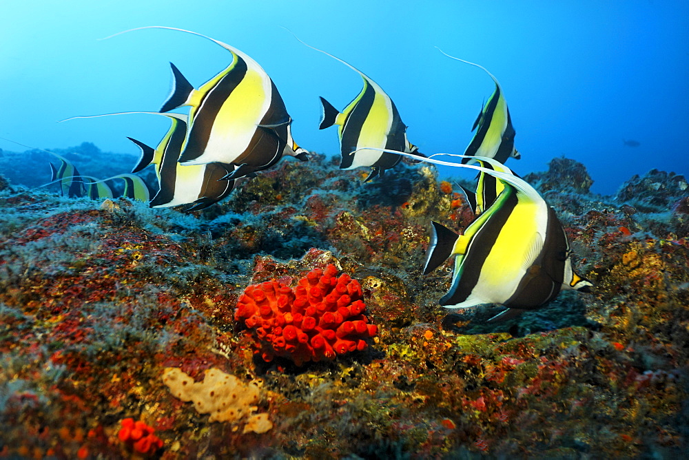 Shoal of Moorish idols (Zanclus cornutus), swimming along a reef, Cocos Island, Central America, Pazific