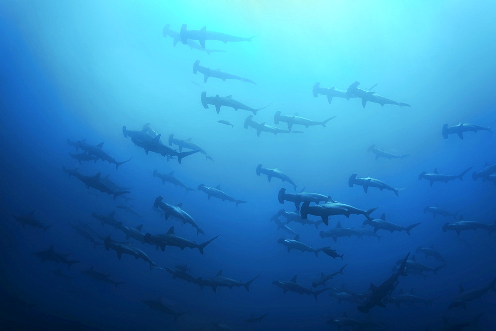 School of Scalloped Hammerhead Sharks (Sphyrna lewini) swimming in blue water, Cocos Island, Costa Rica, Middle America, Pacific Ocean