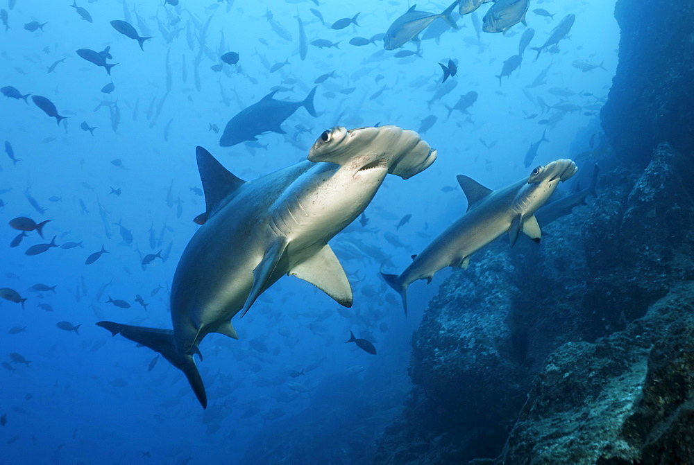 Two Scalloped Hammerhead Sharks (Sphyrna lewini) swimming over a reef with fish, Cocos Island, Costa Rica, Middle America, Pacific Ocean