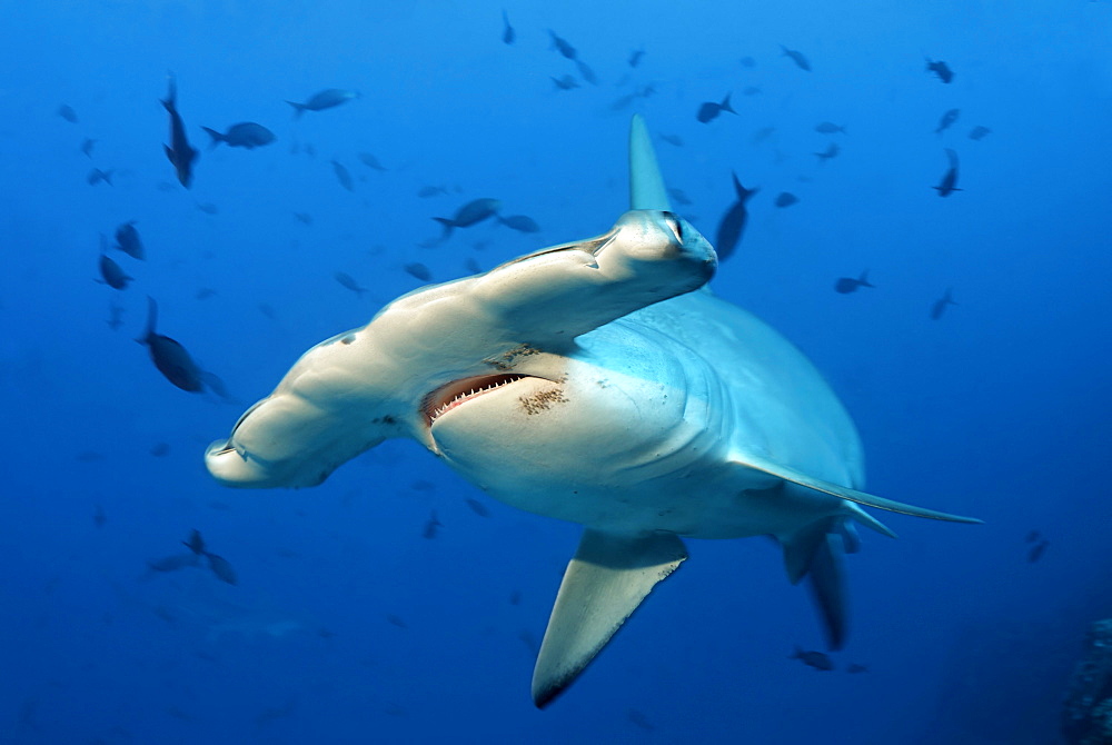 Scalloped Hammerhead Shark (Sphyrna lewini), head with mouth, teeth and eye, swimming in blue water, Cocos Island, Costa Rica, Middle America, Pacific Ocean