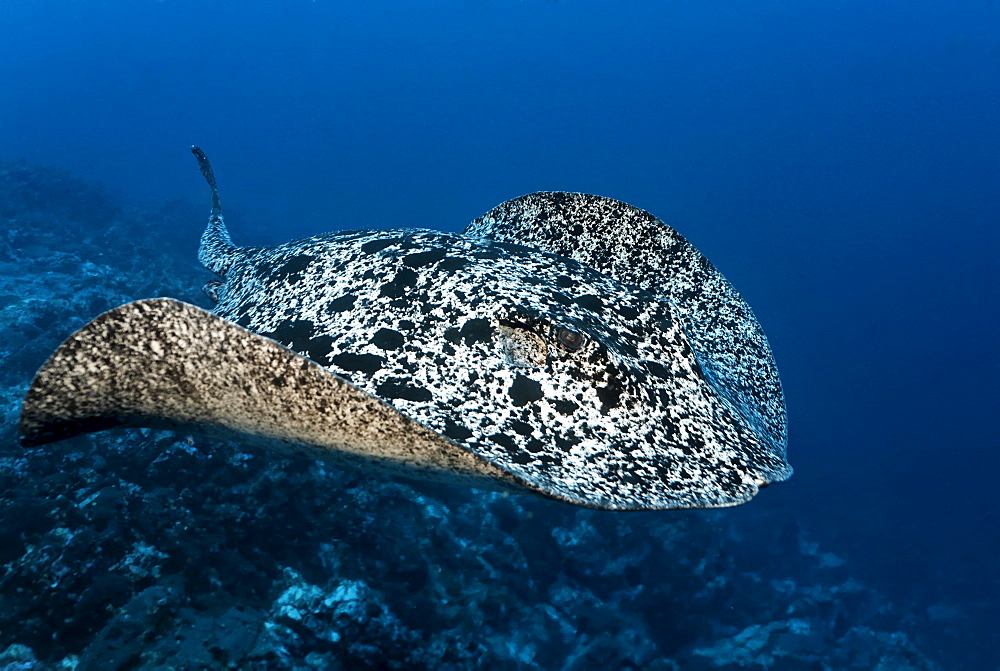 Blackspotted Sting ray (Taeniura meyeni), gliding over reef, Cocos Island, Costa Rica, Central America, Pacific