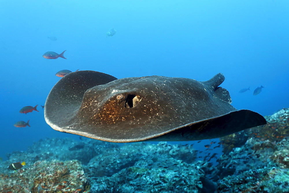 Blackspotted Sting ray, (Taeniura meyeni), tail bitten off by a shark, gliding over reef, Cocos Island, Costa Rica, Central America, Pacific