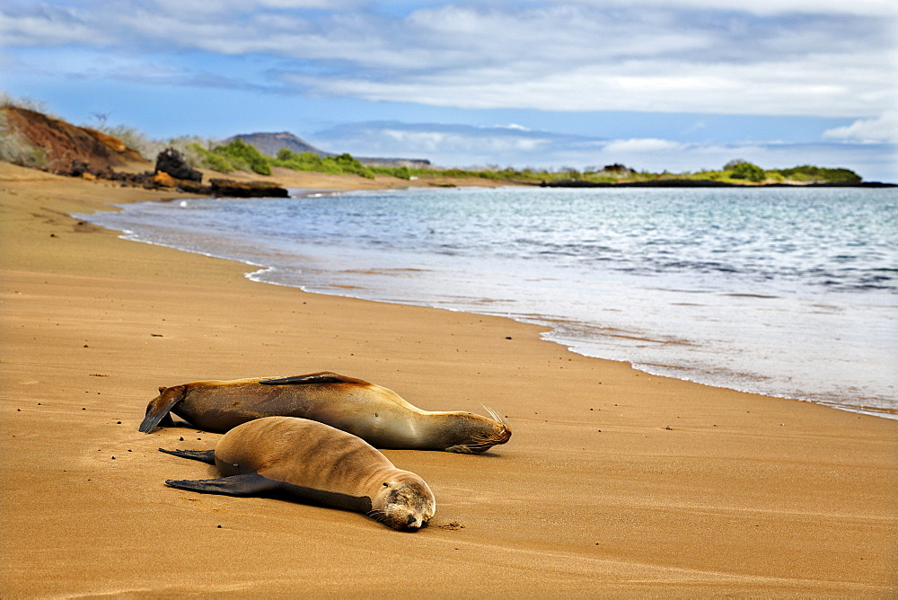 Two female Galapagos Sea Lions (Zalophus wollebaeki) on a sandy beach, Punta Cormorant, Floreana Island, Galapagos Archipelago, Ecuador, South America, Pacific Ocean