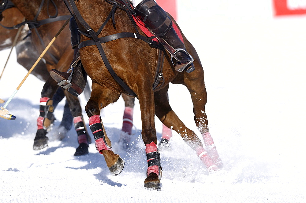 Polo horses galloping across the snow, Snow Arena Polo World Cup 2010 polo tournament, Kitzbuehel, Tyrol, Austria, Europe