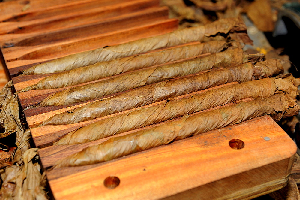 Freshly rolled cigars in a compression device, cigar factory in Punta Cana, Dominican Republic, Caribbean