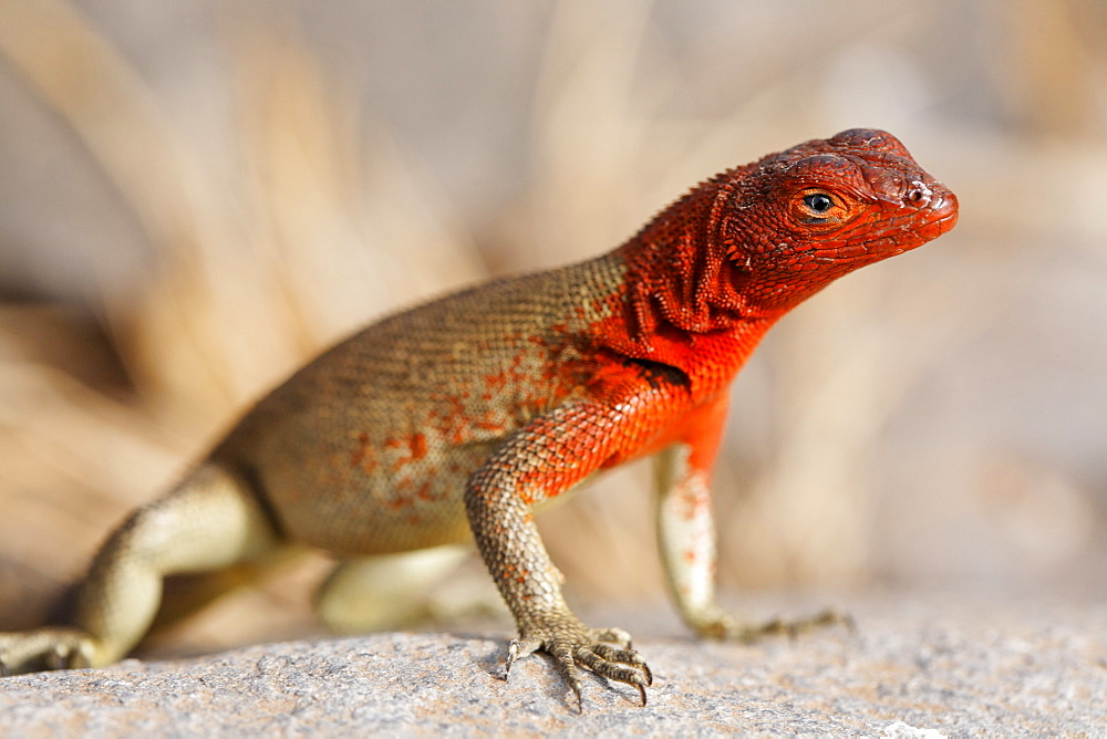 Red Lizard (Microlophus delanonis), female, lookout on small rock, Espanola, Hood Island, Galapagos archipelago, Unesco World Heritage Site, Ecuador, South America, Pacific