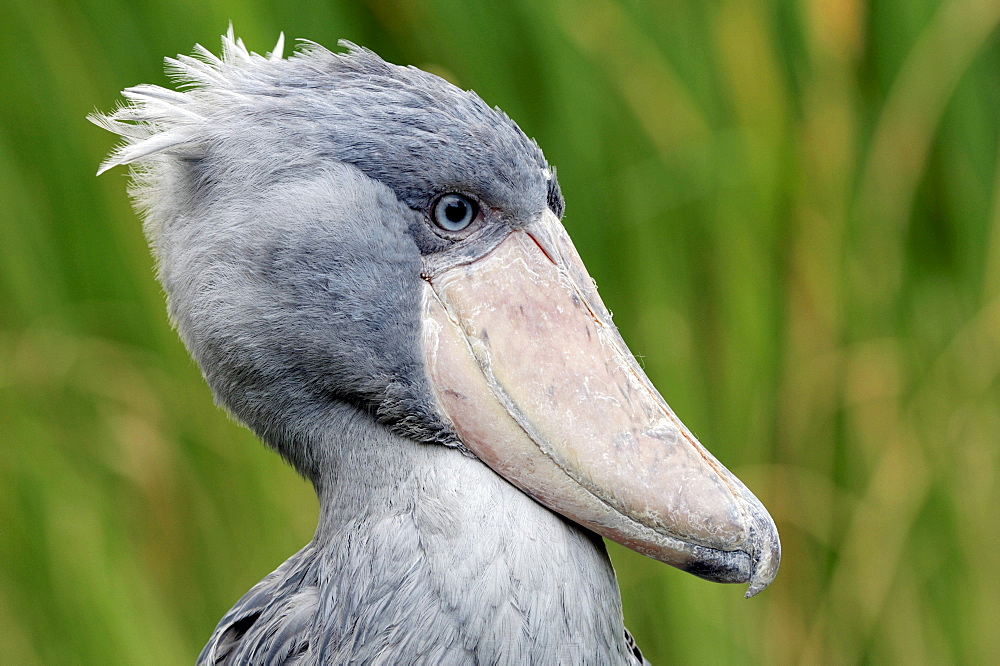 Shoebill, Whalehead or Whale-headed Stork (Balaeniceps rex)