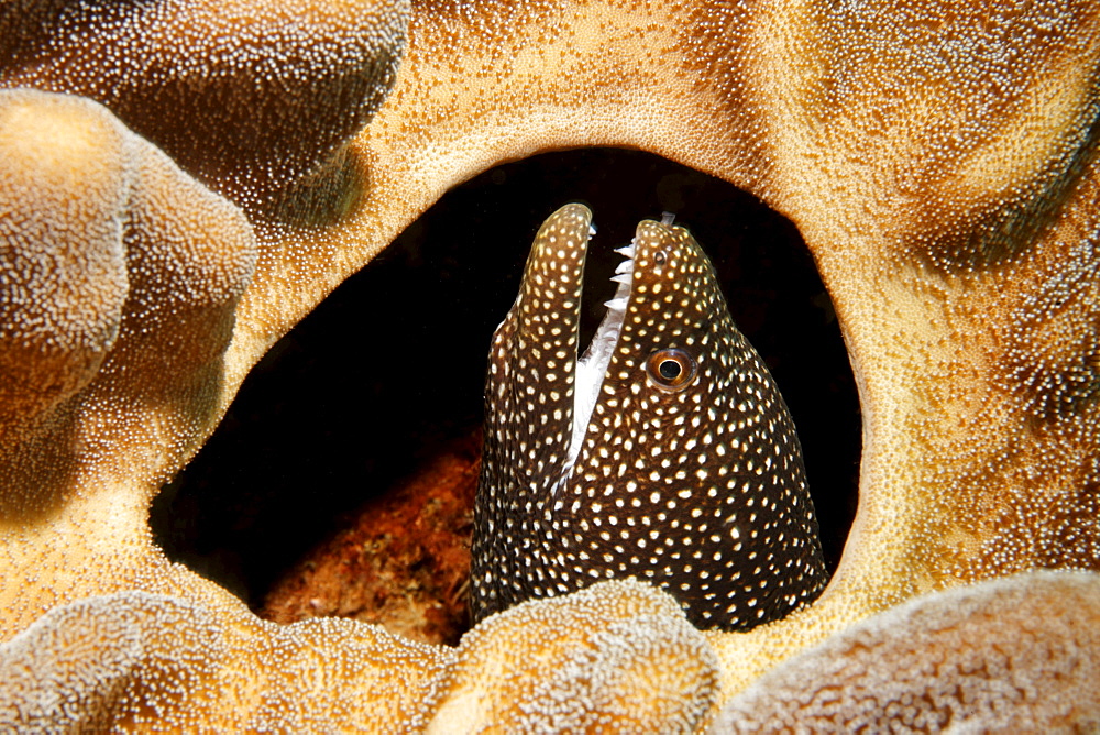 Whitemouth Moray (Gymnothorax meleagris) looking out of hole in Leather coral (Lobophytum sp.), Gangga Island, Bangka Islands, North Sulawesi, Indonesia, Molucca Sea, Pacific Ocean, Asia