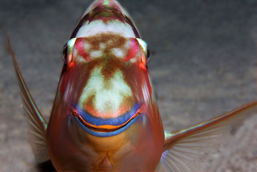 Sleeping and smiling Longnose Parrotfish (Hipposcarus harid) at night, Abau Dabab reef, Hurghada, Red Sea, Egypt, Africa