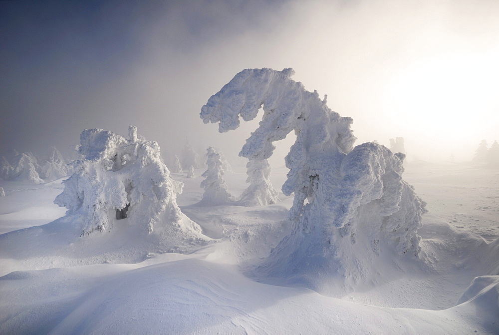 Snow-covered pines in fog and mist on Mt. Brocken, Saxony-Anhalt, Germany, Europe