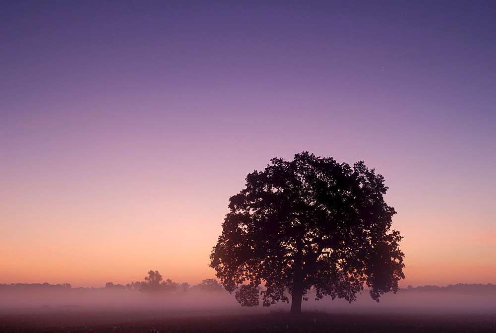 Solitary oak tree at sunrise on the Elbe meadows, Biosphaerenreservat Mittlere Elbe biosphere reserve, Saxony-Anhalt, Germany, Europe