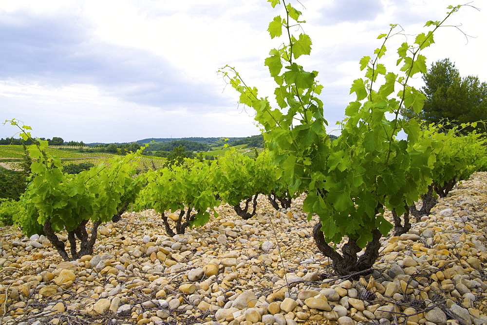 Very well kept vineyard, growing the world's best vines, ground covered with stones, in Rasteau, Provence, southern France, Europe