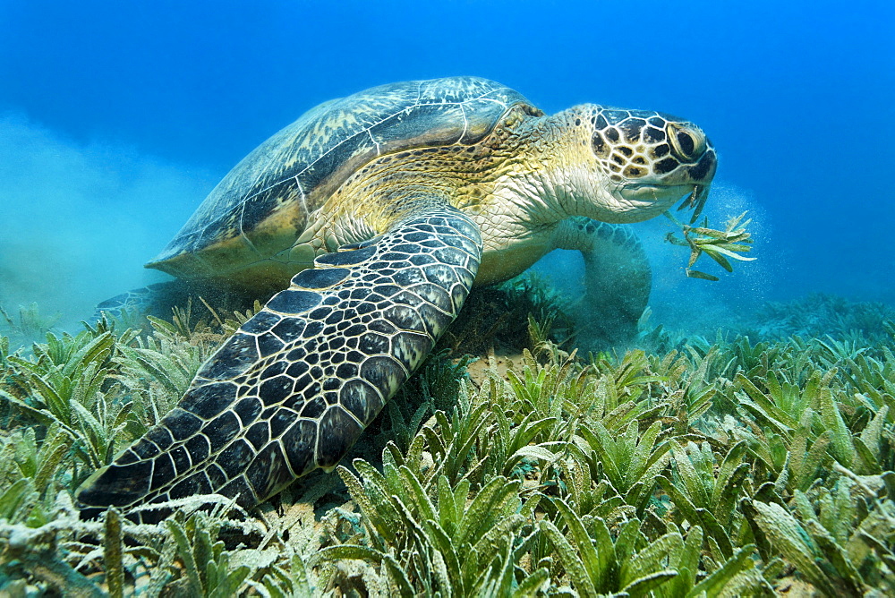 Green Sea Turtle (Chelonia mydas) feeding on a meadow of sea weed, Hurghada, Red Sea, Egypt, Africa