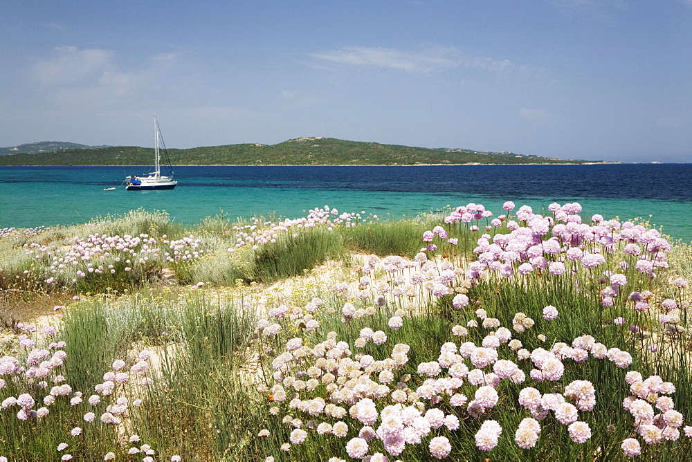 Flowering cloves on the beach of Porto Puddu, Sardinia, Italy, Europe