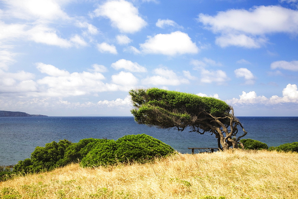 Windswept tree by the Bay of Buggerru on the west coast of Sardinia, Iglesiente Province, Sardinia, Italy, Europe