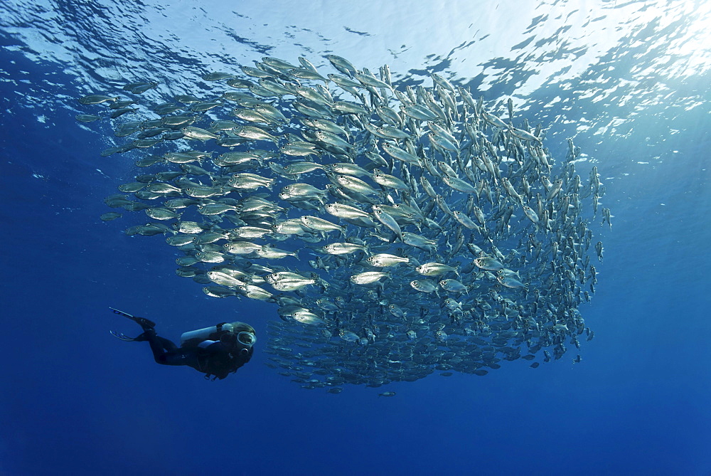 Female scuba diver watching a shoal of Five-Barr-Tail-Fishes (Kuhlia mugil) in open water, Hurghada, Brother Islands, Red Sea, Egypt, Africa