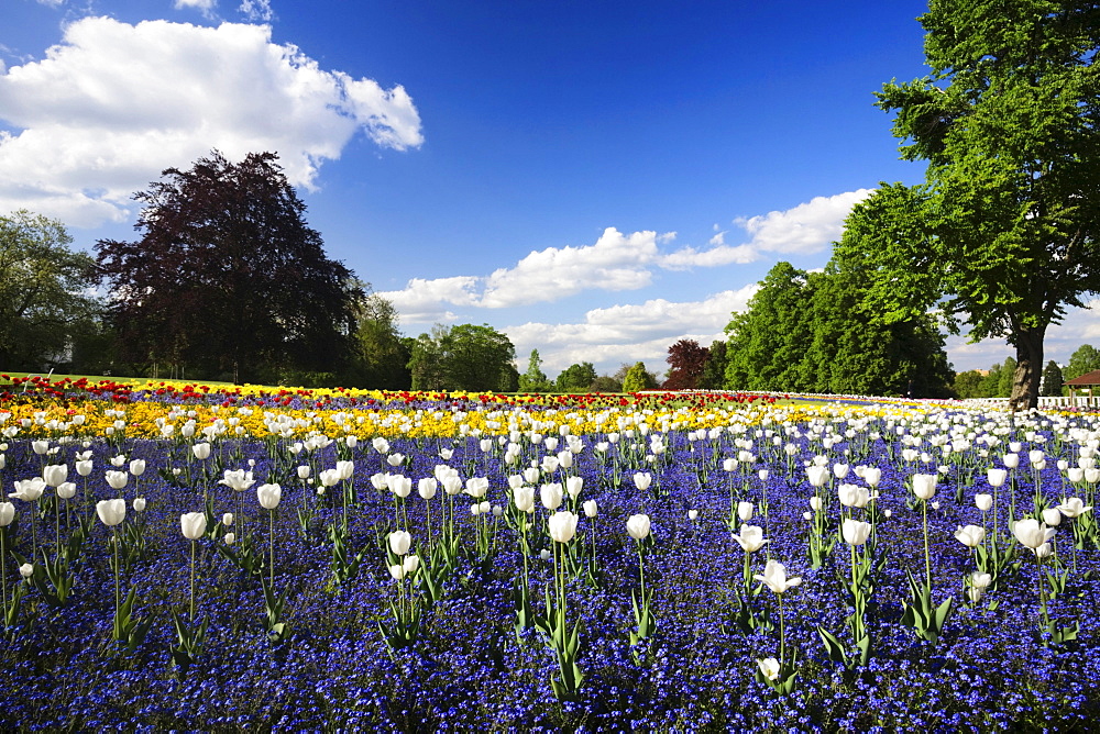 Flowers blooming in spring, Killesbergpark, Stuttgart, Baden-Wuerttemberg, Germany, Europe