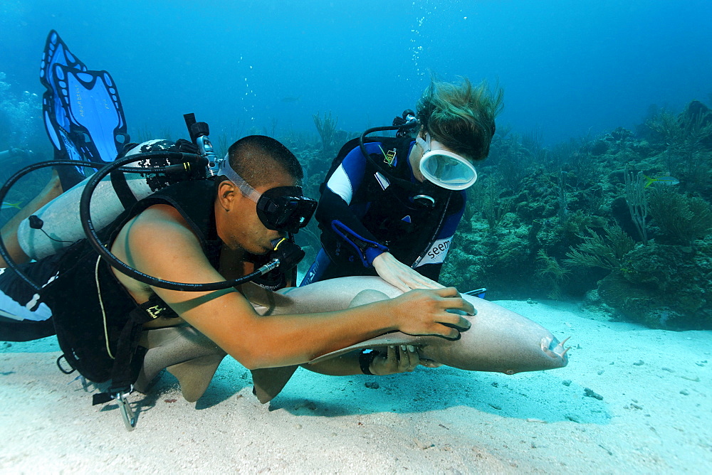 Scuba diver and her dive master caressing the underside of a Nurse Shark (Ginglymostoma cirratum) in way that causes the shark to fall into a state of apathy, barrier reef, San Pedro, Ambergris Cay Island, Belize, Central America, Caribbean