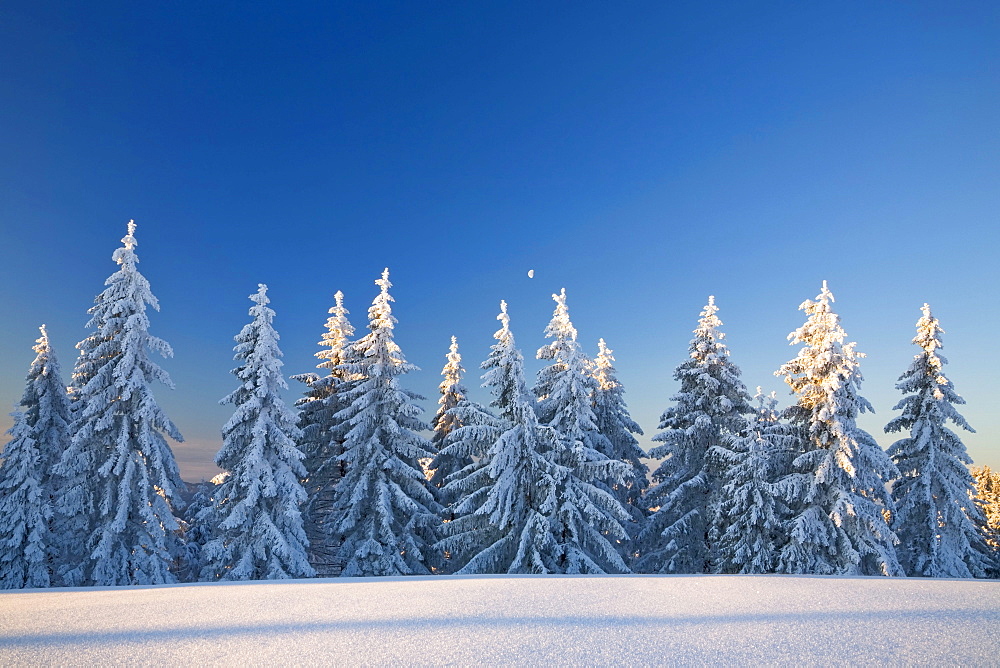 Snow-covered pine trees in the first morning light on the Belchen summit, Black Forest, Baden-Wuerttemberg, Germany, Europe