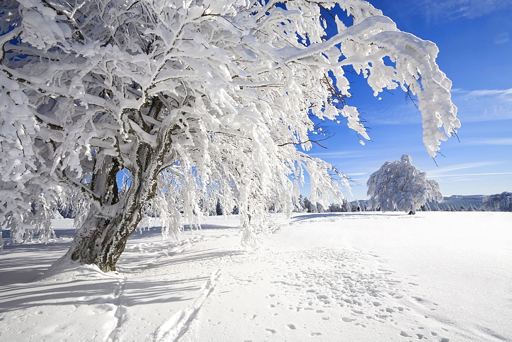 Snow-covered European beech trees (Fagus sylvatica), Schauinsland mountain, Black Forest, Baden-Wuerttemberg, Germany, Europe