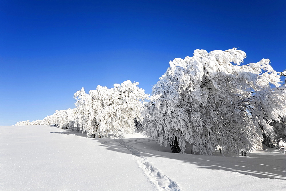 Heavily snowed in beech, Mt. Schauinsland, Black Forest, Baden-Wuerttemberg, Germany, Europe