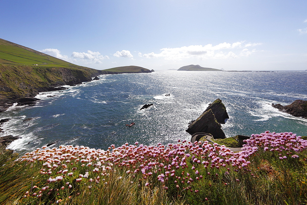 View from Dunquin, Dunmore Head and Blasket Islands, sea thrift flowers, Dingle Peninsula, County Kerry, Ireland, British Isles, Europe