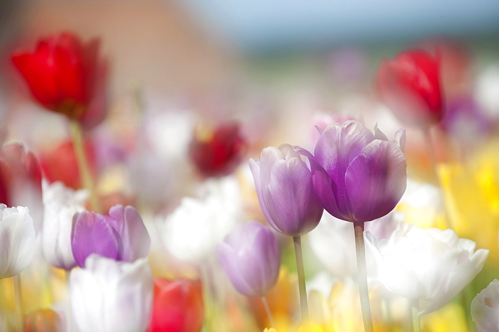 Tulips (Tulipa), Texel, Netherlands, Europe