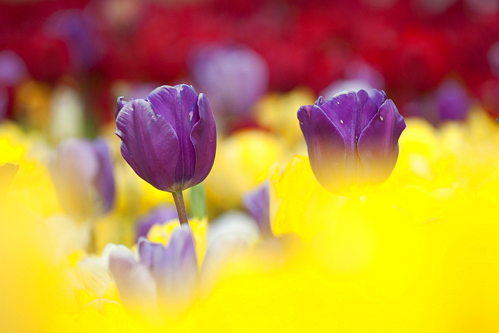 Tulips (Tulipa), Texel, Netherlands, Europe