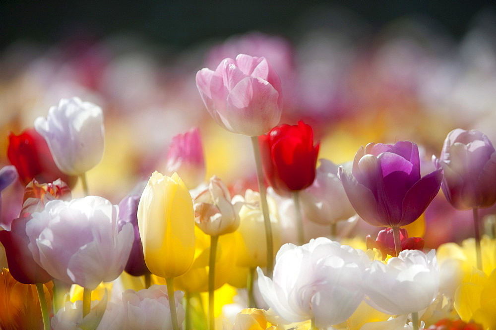 Tulips (Tulipa), Texel, Netherlands, Europe