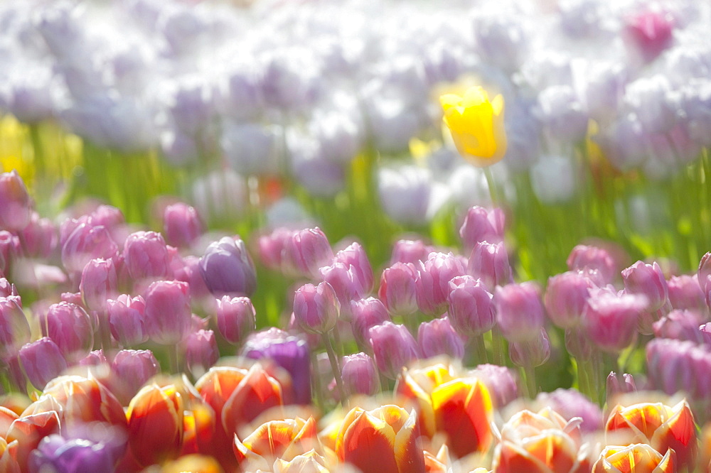 Tulips (Tulipa), Texel, Netherlands, Europe