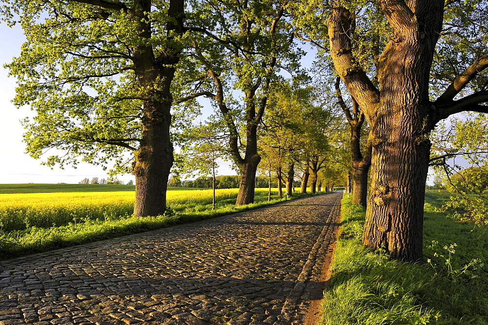 Oak alley (Quercus robur) with cobblestone street, between Putbus and Bergen, Ruegen Island, Mecklenburg-Western Pomerania, Germany, Europa