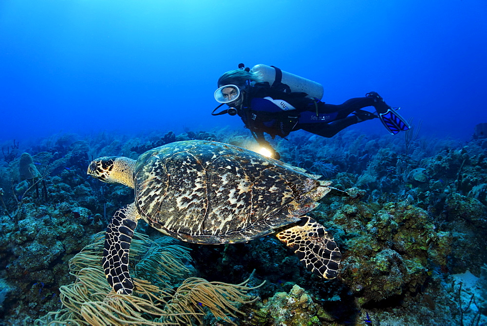 Female diver with a lamp observing a genuine Hawksbill Turtle (Eretmochelys imbricata) in a coral reef, Turneffe Atoll, Belize, Central America, Caribbean