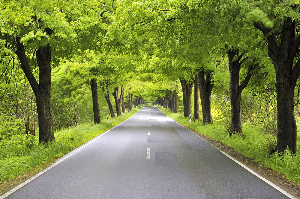 Deutsche Alleenstrasse avenue L29 between Kasnevitz and Garz, Ruegen island, Mecklenburg-Western Pomerania, Germany, Europe