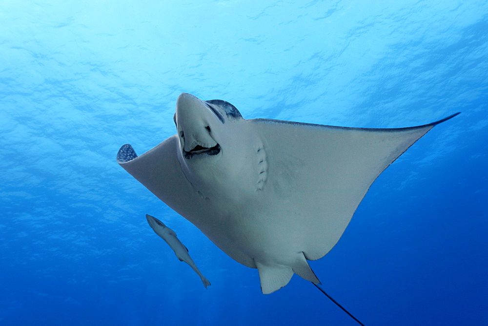 Spotted Eagle Ray (Aetobatus narinari) from below in blue water, Live sharksucker (Echeneis naucrates), Hopkins, Dangria, Belize, Central America, Caribbean