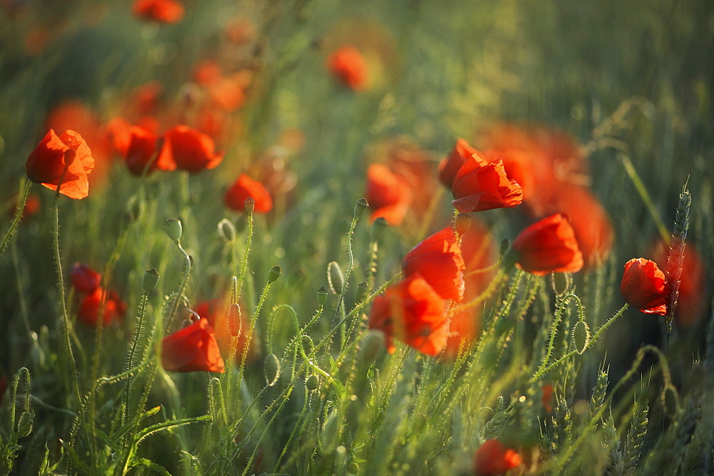 Corn Poppies (Papaver rhoeas) in the evening light, Germany, Europe