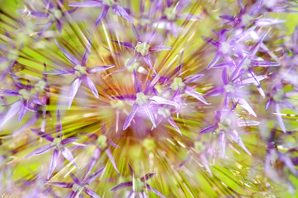 Round-headed Leek (Allium sphaerocephalon), detail, Germany, Europe