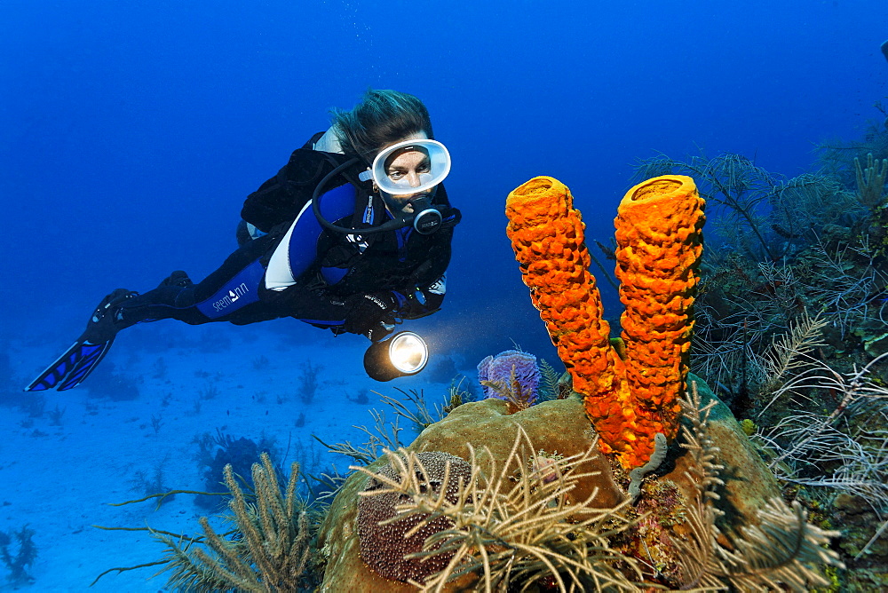 Female diver with a lamp looking at a Yellow Tube Sponge (Aplysina fistularis) in a coral reef, Hopkins, Dangria, Belize, Central America, Caribbean