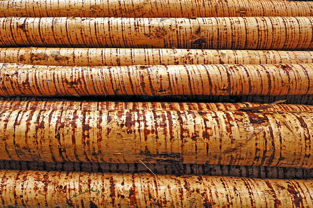 Peeled pine logs (Piceoideae)