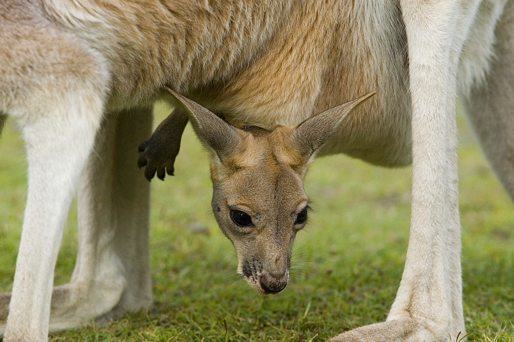 Kangaroo baby looking out of pouch, Macropus rufus